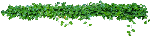 leaves-banner