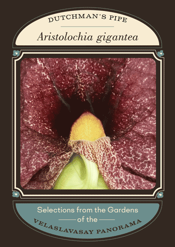 Aristolochia gigantea